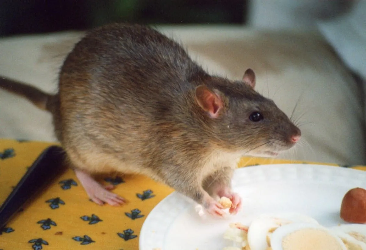 topi in casa