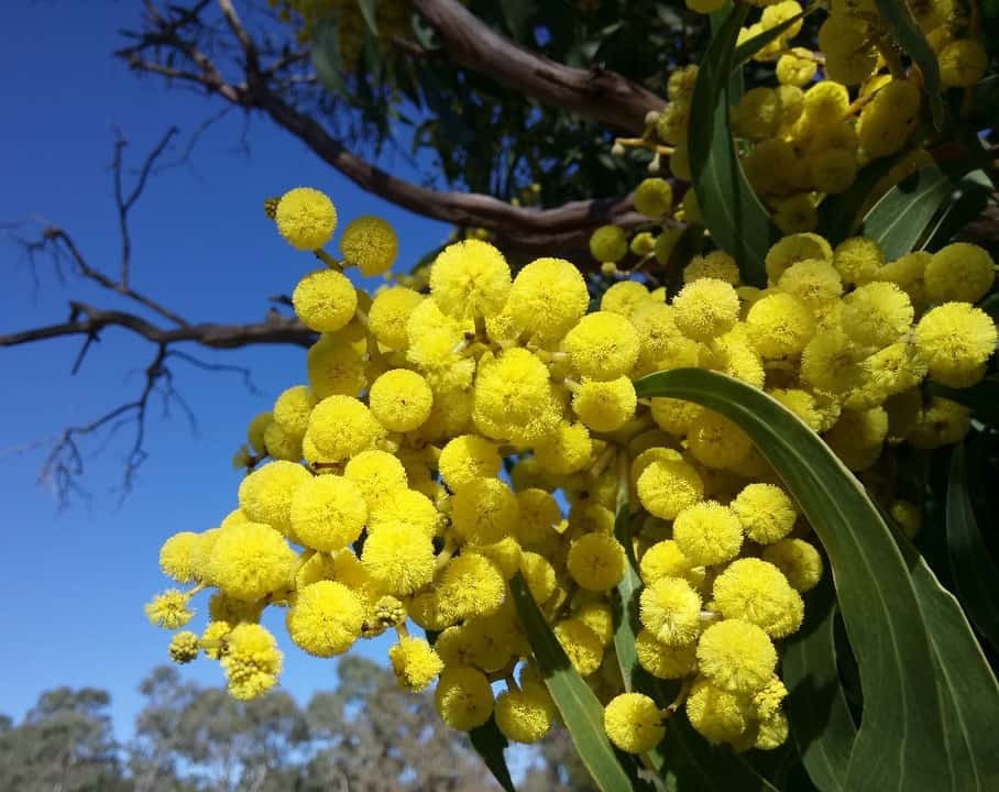 Foto di mimose