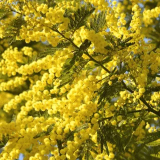 Pianta mimosa