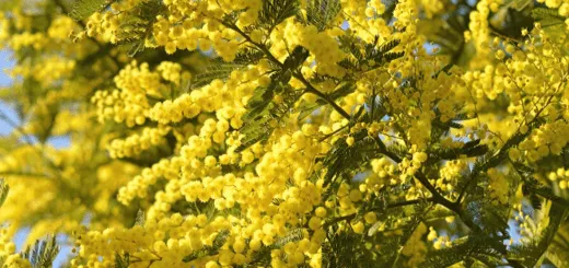 Pianta mimosa
