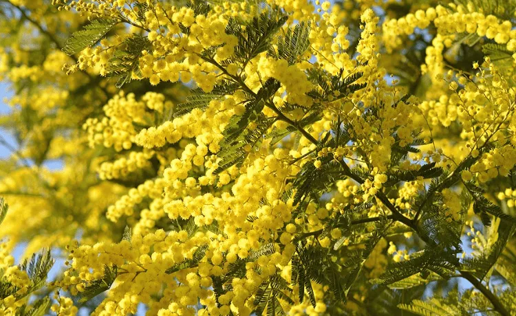 Pianta mimosa