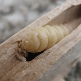 soluzioni professionali contro i tarli del legno