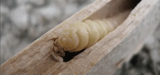 soluzioni professionali contro i tarli del legno