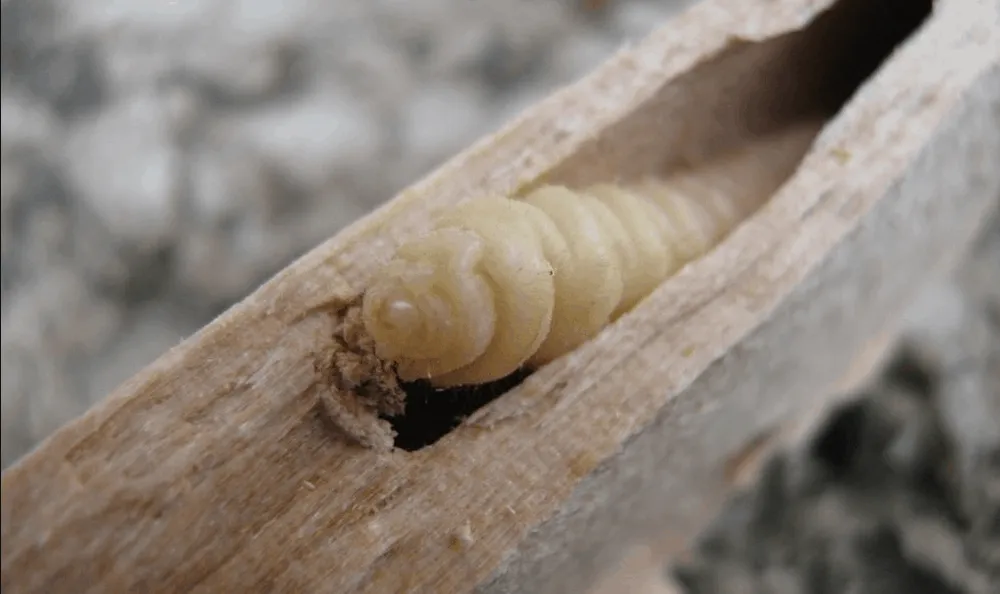 soluzioni professionali contro i tarli del legno