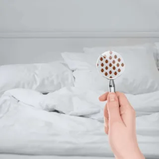 Cimici da Letto in Hotel e Alberghi