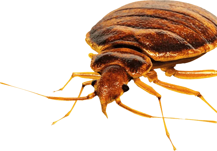 cimice dei letti