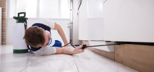 disinfestazione firenze