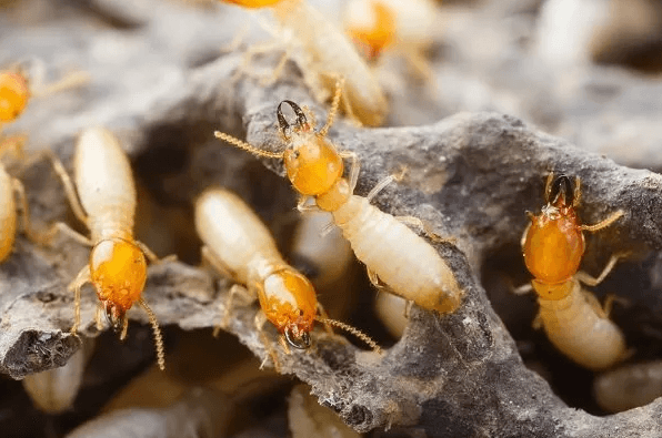 eliminare le termiti