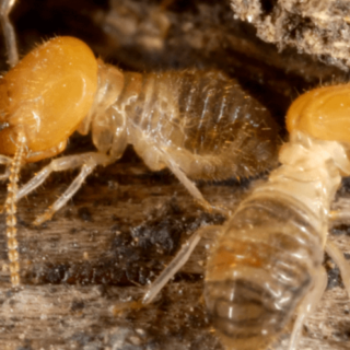 infestazione di termiti