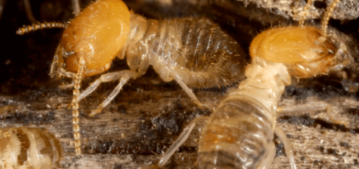infestazione di termiti
